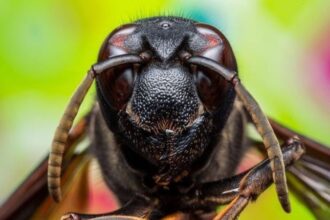tentara israel diserang lebah