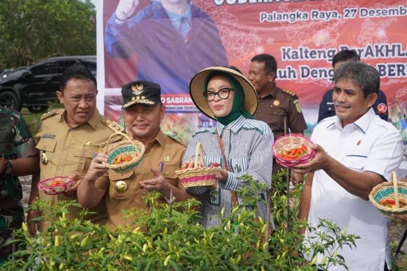 Gubernur Kalteng panen cabai dan bawang merah