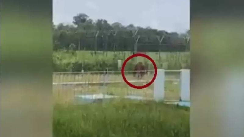 Orangutan Berkeliaran Di Bandara H Asan Sampit