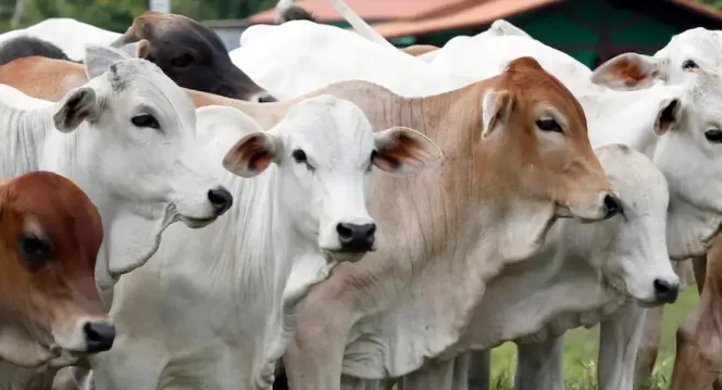 Panduan Membeli Hewan Kurban Idul Adha 2025 Yang Sah Dan Sesuai Syariat Islam