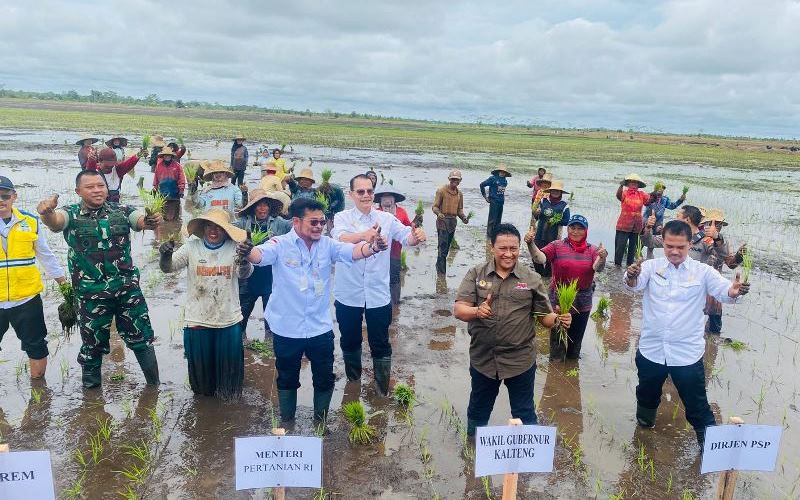 Mentan tanam padi di food estate dadahup