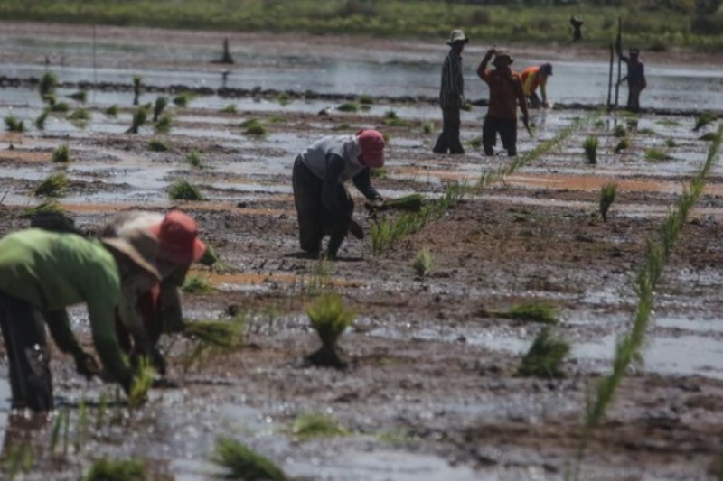 Kisah Petani di Food Estate Kalteng Bangkit dari Trauma