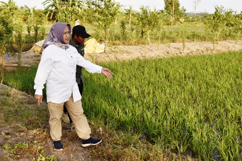 food estate di kalteng