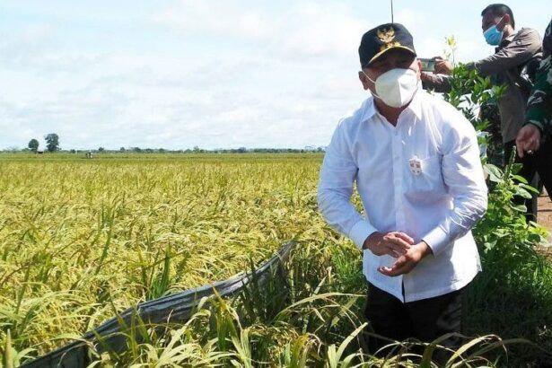 Food Estate Kalimantan Tengah Kalteng