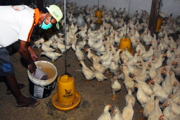 Ternak Ayam Antisipasi Flu Burung