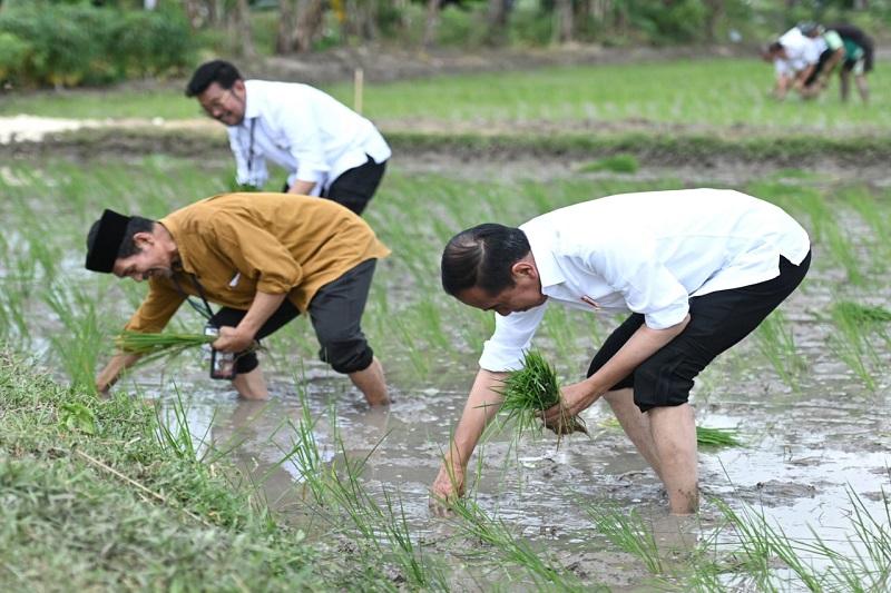 Presiden Menanam Padi