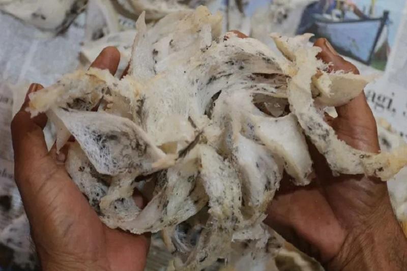Sarang Burung Walet Antara Kantamedia