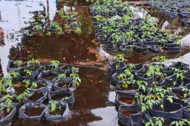 Ilustrasi Bibit Terendam Banjir