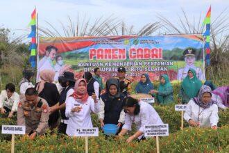 Panen Cabai