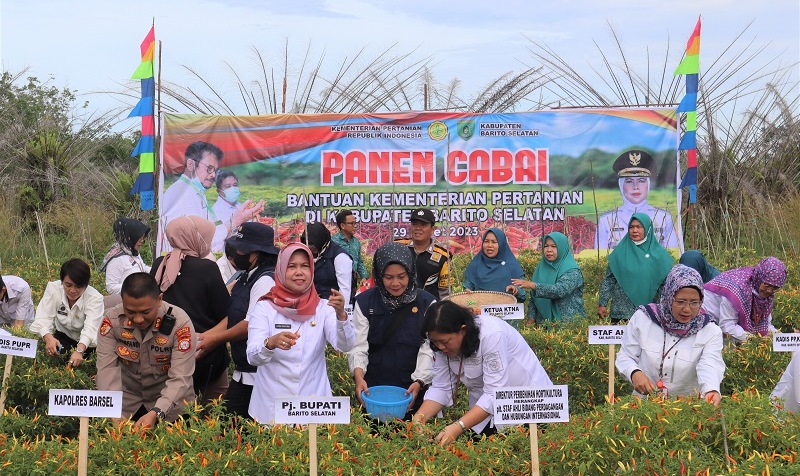 Panen Cabai