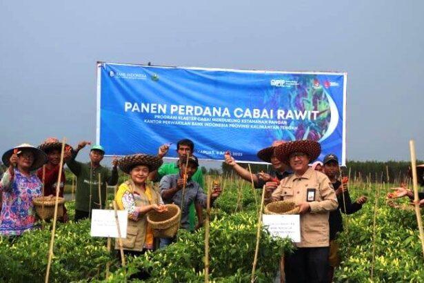 Panen Perdana Cabai Rawit Bi Kalteng Di Dadahup