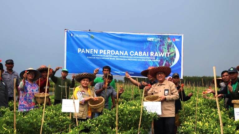 Panen Perdana Cabai Rawit Bi Kalteng Di Dadahup