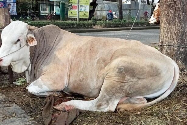 Syarat Dan Tata Cara Berkurban Serta Penerimanya Sesuai Syariat