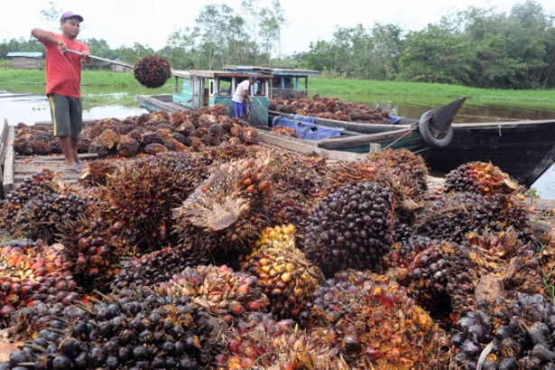 Harga Tbs Sawit Kalteng