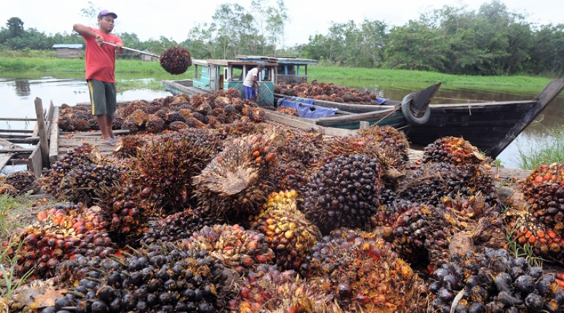Harga Tbs Sawit Kalteng