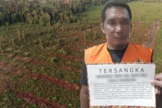 Warga Sambas Buka Kebun Sawit Di Tntp Kalteng