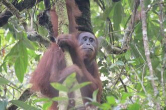 Yayasan Bos Nyaru Menteng Kembali Lepasliarkan 10 Orangutan Ke Tnbbbr