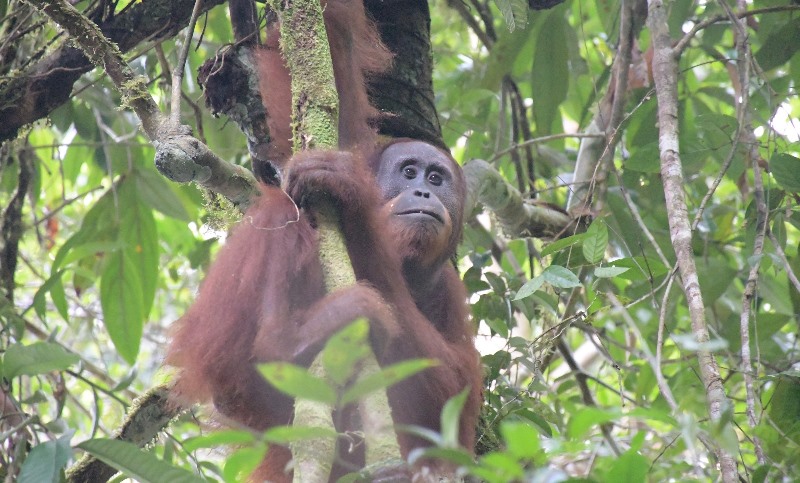 Yayasan Bos Nyaru Menteng Kembali Lepasliarkan 10 Orangutan Ke Tnbbbr
