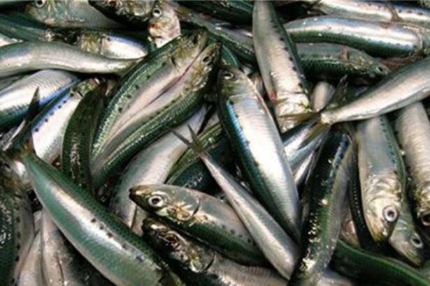 ikan yang tidak boleh dikonsumsi penderita asam urat