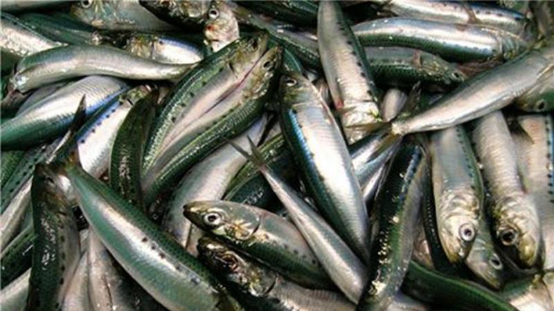 ikan yang tidak boleh dikonsumsi penderita asam urat
