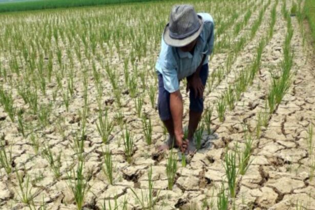 Ilustrasi Gagal Panen Imbas El Nino