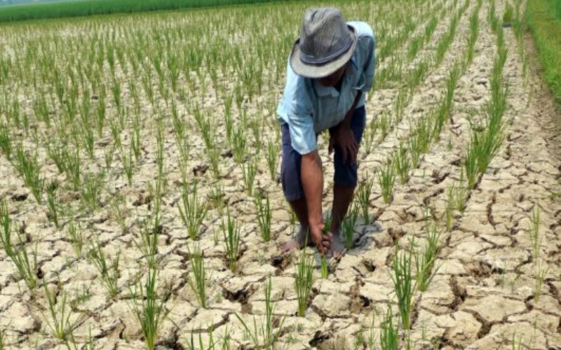 Ilustrasi Gagal Panen Imbas El Nino
