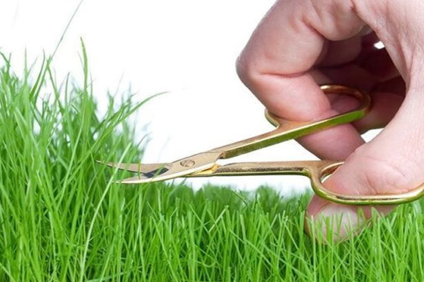 Ilustrasi mencukur rambut organ intim