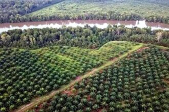 Kebun Sawit Dalam Kawasan Hutan