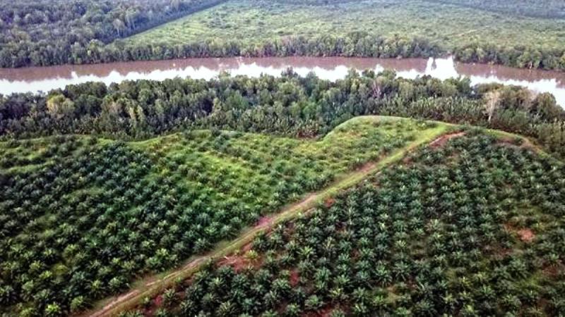 Kebun Sawit Dalam Kawasan Hutan