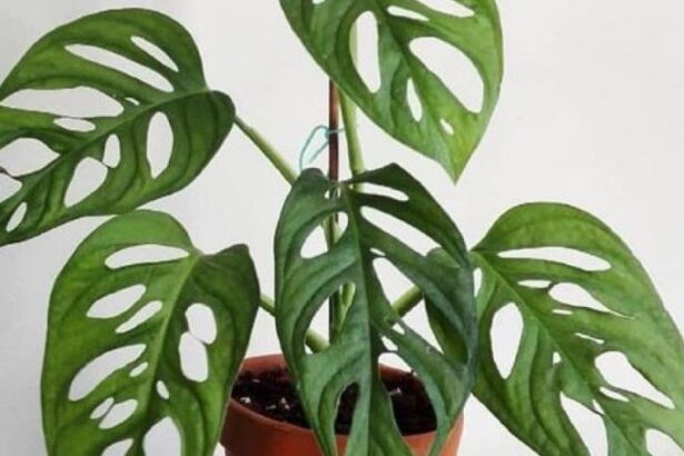 Tanaman Hias Janda Bolong