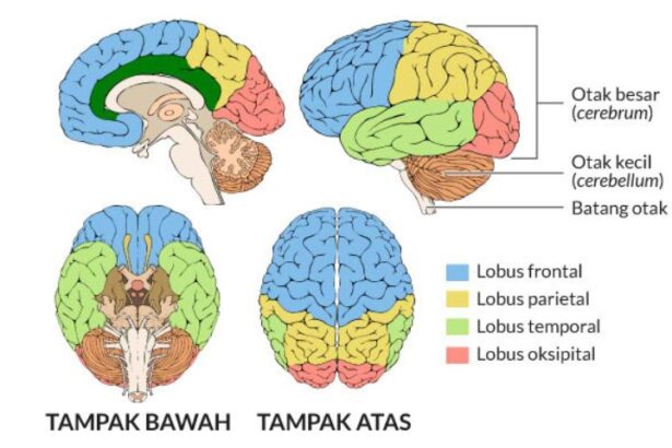 Beda Otak Kanan Dan Otak Kiri