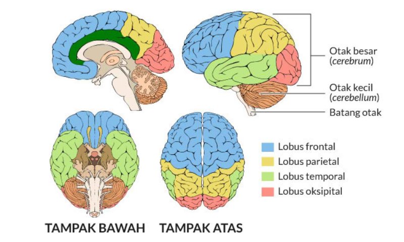 Beda Otak Kanan Dan Otak Kiri