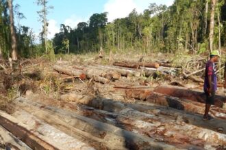 Illegal Logging