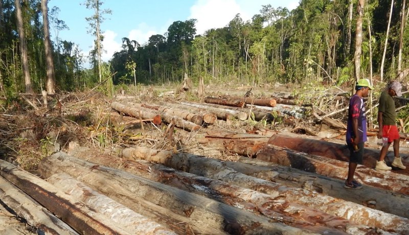 Illegal Logging