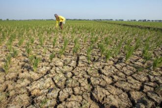 Kekeringan Dampak El Nino