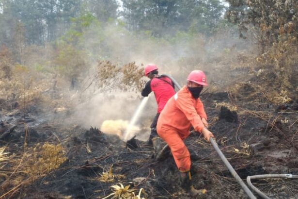 Pemadaman Karhutla Di Lahan Gambut