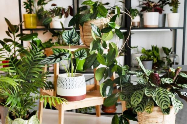 tanaman hias pembersih udara