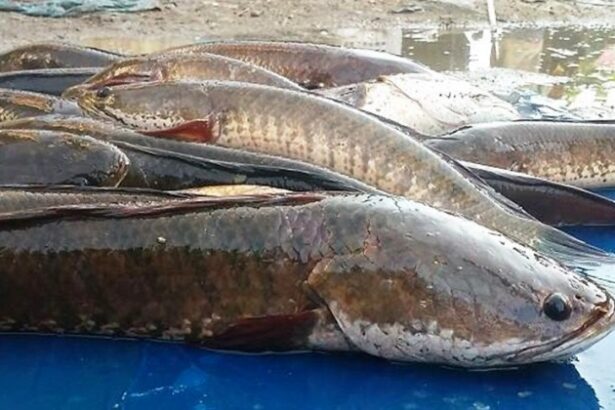 Ikan Gabus Atau Ikan Haruan