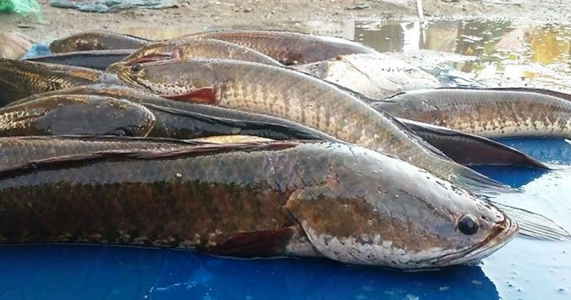 Ikan Gabus Atau Ikan Haruan