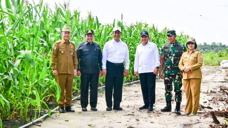 Food Estate Jagung Gunung Mas 2