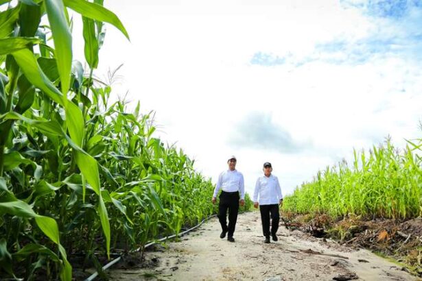 Food Estate Jagung Gunung Mas