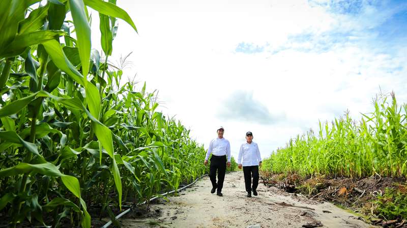 Food Estate Jagung Gunung Mas