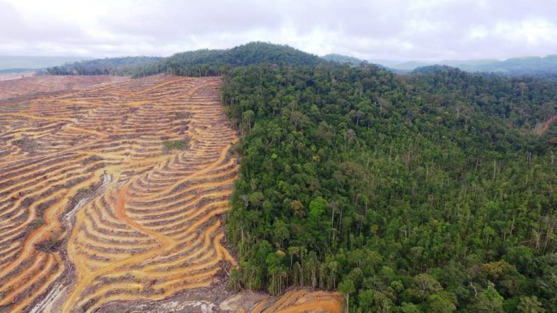 Ilustrasi Deforestasi