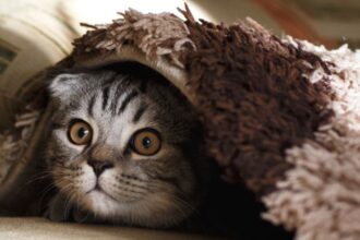 Kotoran Kucing