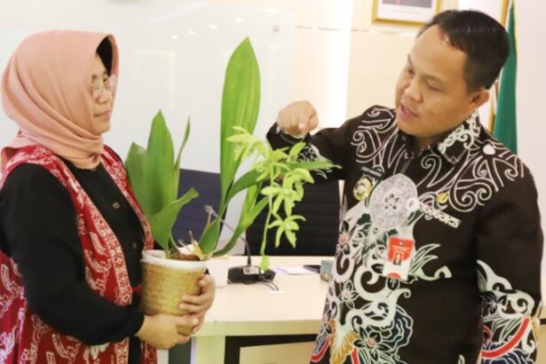 Anggrek Hitam Sanggu Barsel