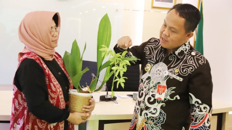 Anggrek Hitam Sanggu Barsel