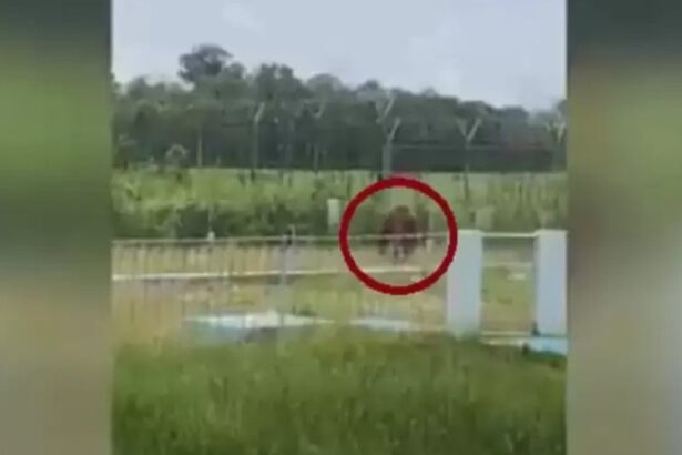 Orangutan Berkeliaran Di Bandara H Asan Sampit