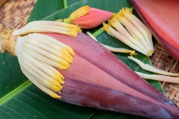 Manfaat Mengonsumsi Jantung Pisang