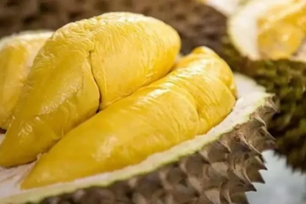 Durian Termahal Musang King