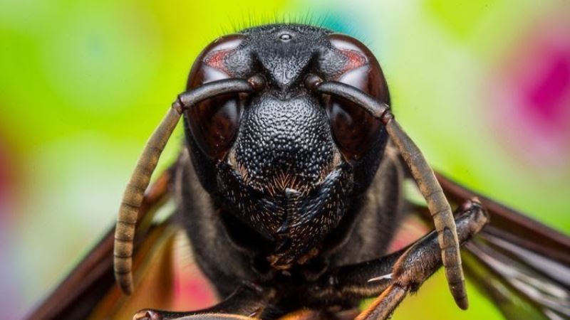 tentara israel diserang lebah